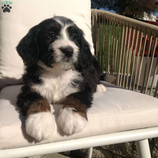 Mindy, Bernedoodle Puppy